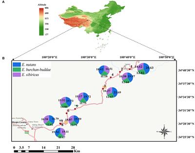 Altitudinal Patterns in Adaptive Evolution of Genome Size and Inter-Genome Hybridization Between Three Elymus Species From the Qinghai–Tibetan Plateau